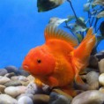 /album/goldfishes/oranda-red-jpg/